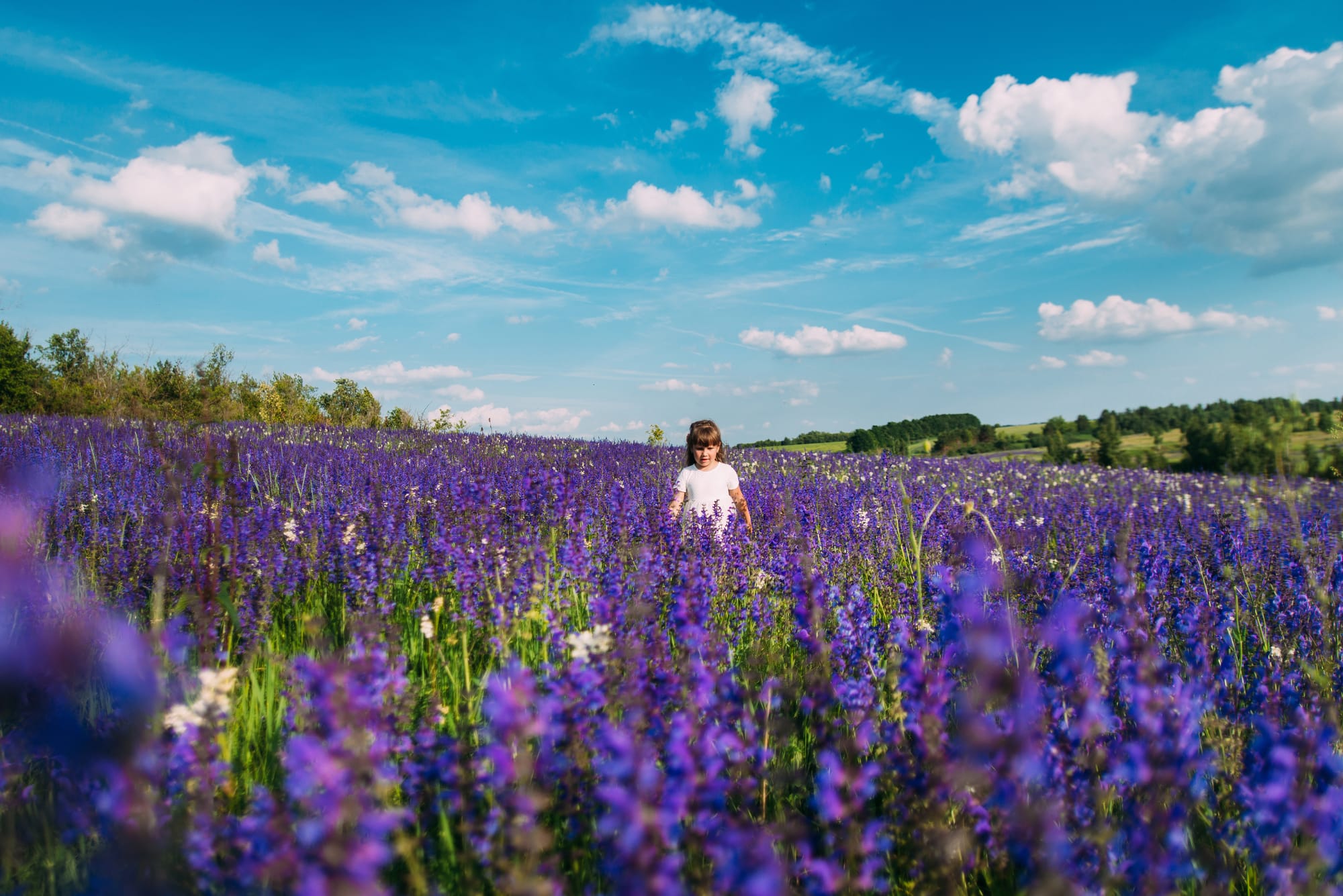a-little-girl-walks-in-a-lavender-field-2024-09-17-01-43-45-utc.jpg